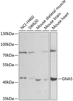 GNAS Polyclonal Antibody