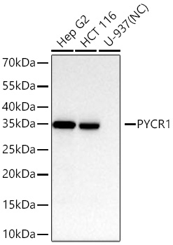 PYCR1 Monoclonal Antibody [4Q5P5]