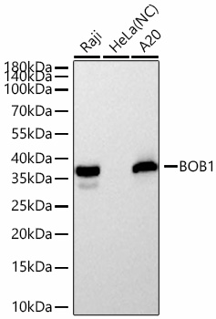 BOB1 Monoclonal Antibody [5J7A6]