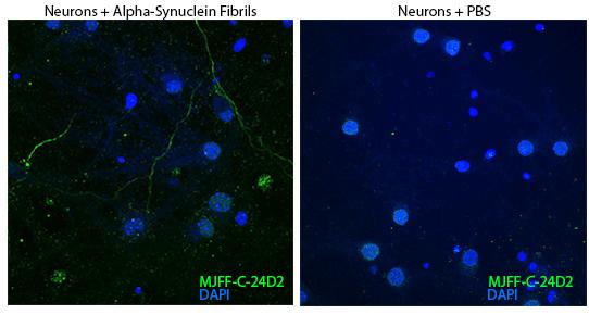 Alpha-synuclein Truncation 1-119 Monoclonal Antibody [MJFF-C-24D2] [1T7V9]