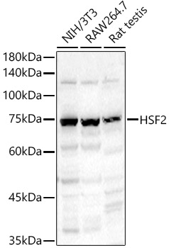 HSF2 Polyclonal Antibody