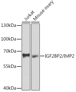 IGF2BP2/IMP2 Polyclonal Antibody