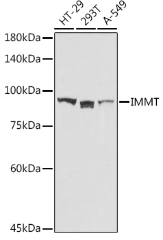 IMMT Polyclonal Antibody