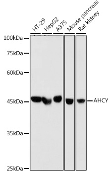 AHCY Monoclonal Antibody [4E9H10]