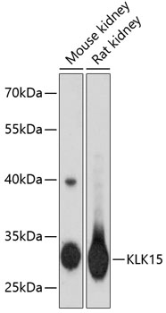KLK15 Polyclonal Antibody