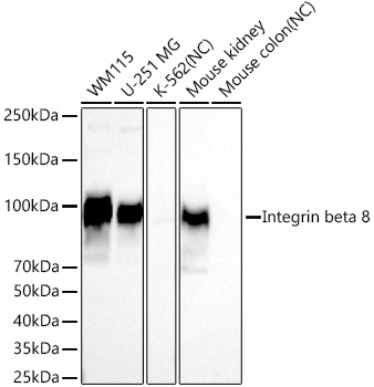 Integrin beta 8 Monoclonal Antibody [10Z7R1]