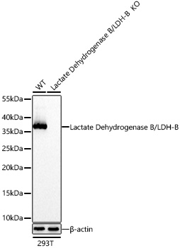 Lactate Dehydrogenase B/LDH-B Monoclonal Antibody [2I3R2]