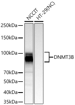 DNMT3B Monoclonal Antibody [1Q6H3]
