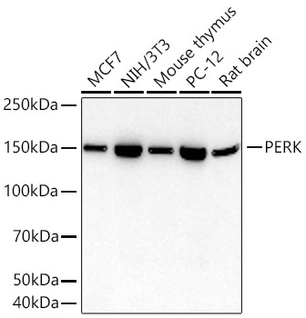 PERK Monoclonal Antibody [8N4K6]