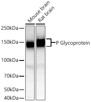 P Glycoprotein Monoclonal Antibody [2G2P5]