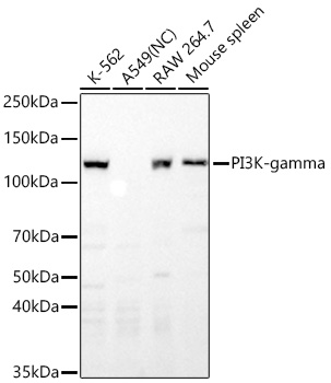 PI3K-gamma Monoclonal Antibody [5S5R4]