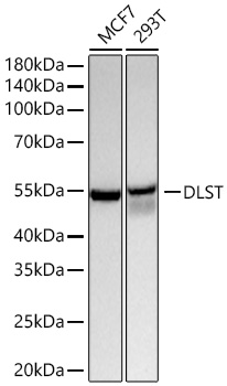DLST Monoclonal Antibody [10P3Z0]