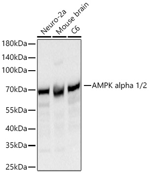 AMPK alpha 1/2 Monoclonal Antibody [6P10T0]