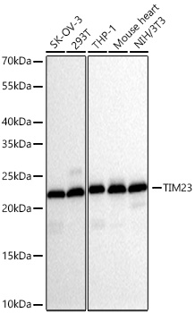 TIM23 Monoclonal Antibody [4I3R10]