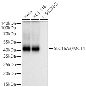 SLC16A3/MCT4 Monoclonal Antibody [4Z6H2]