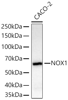 NOX1 Monoclonal Antibody [7C8A1]&nbsp;<img src="images/icon_newarrival.gif" alt="new" border="0">