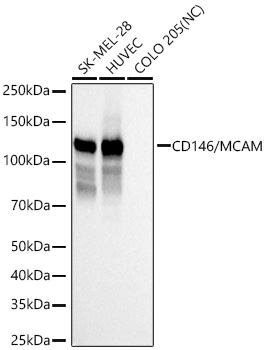 CD146/MCAM Monoclonal Antibody [6Z5B9]