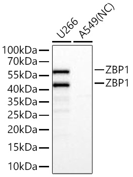 ZBP1 Monoclonal Antibody [7S9S1]
