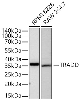 TRADD Monoclonal Antibody [0U9O5]&nbsp;<img src="images/icon_newarrival.gif" alt="new" border="0">