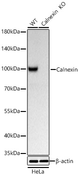 Calnexin Monoclonal Antibody [1K1J7]