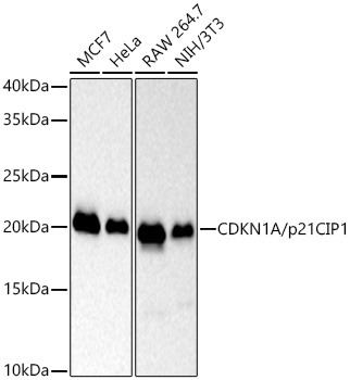 CDKN1A/p21CIP1 Monoclonal Antibody