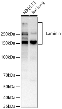 Laminin Polyclonal Antibody