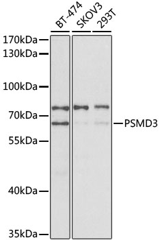PSMD3 Polyclonal Antibody