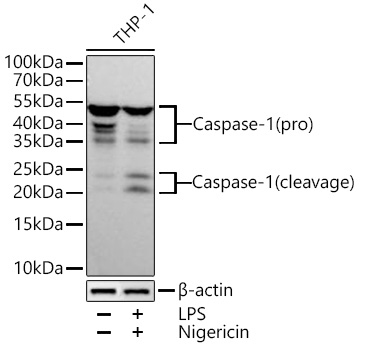Caspase-1 Monoclonal Antibody [5K10X2]