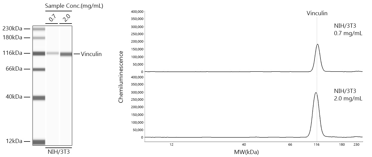 Vinculin Monoclonal Antibody [4V3T8]