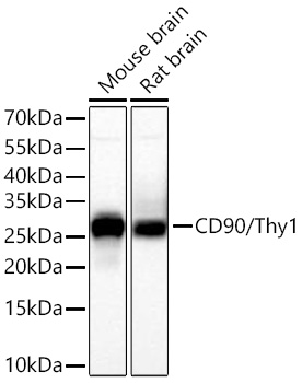 CD90/Thy1 Monoclonal Antibody [9A9Z10]
