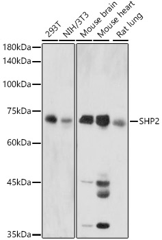 SHP2 Polyclonal Antibody