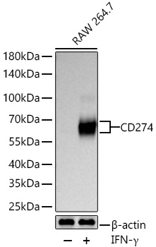 CD274 Monoclonal Antibody [6F5J10]