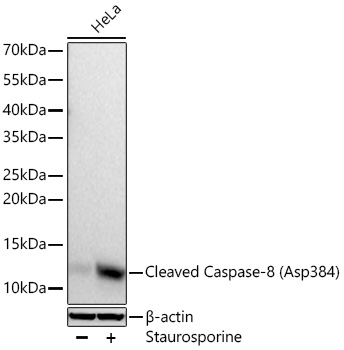 Cleaved Caspase-8 (Asp384) Monoclonal Antibody [2M2D6]
