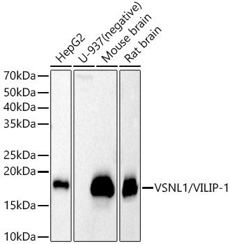 VSNL1/VILIP-1 Polyclonal Antibody