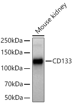 CD133 Monoclonal Antibody [4B5Z0]