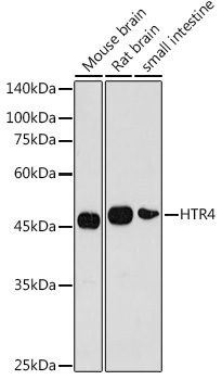 HTR4 Polyclonal Antibody