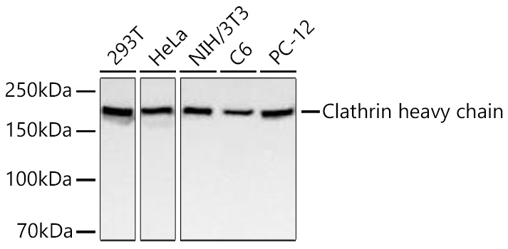 Clathrin heavy chain Monoclonal Antibody [3X2W5]