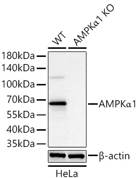 AMPKa1 Monoclonal Antibody [6W4I4]