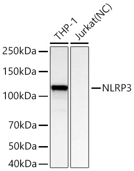 NLRP3 Monoclonal Antibody [7N6S1]