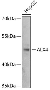 ALX4 Polyclonal Antibody