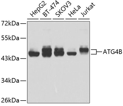 ATG4B Polyclonal Antibody
