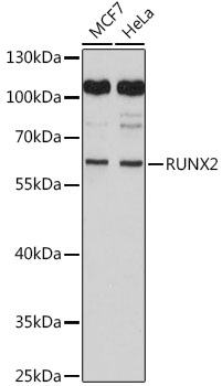 RUNX2 Polyclonal Antibody