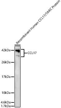 CCL17 Polyclonal Antibody