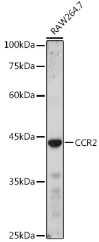 CCR2 Polyclonal Antibody