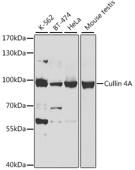 Cullin 4A Polyclonal Antibody