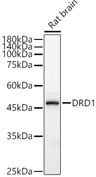DRD1 Polyclonal Antibody
