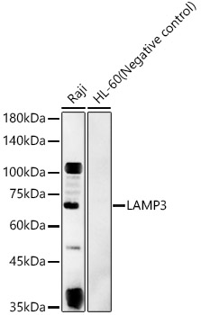 LAMP3 Polyclonal Antibody