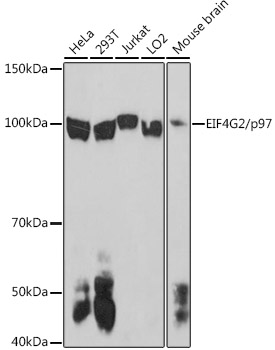 EIF4G2/p97 Polyclonal Antibody