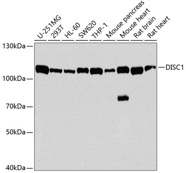 DISC1 Polyclonal Antibody