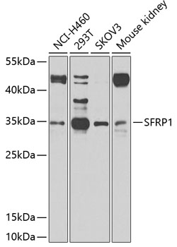 SFRP1 Polyclonal Antibody